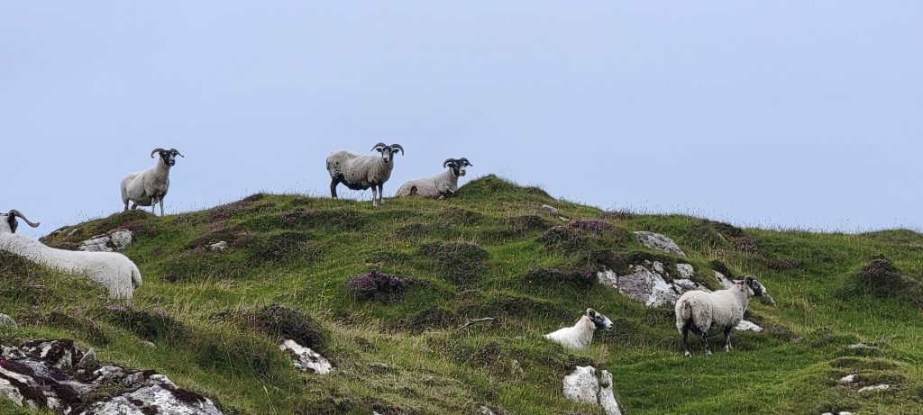 Scottish countryside sheep - Mama Laura's Kitchen – Gluten Free Travel